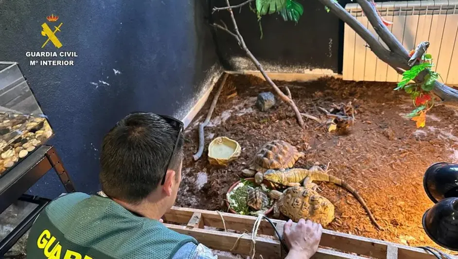 España desmantela un falso refugio con casi 500 animales exóticos