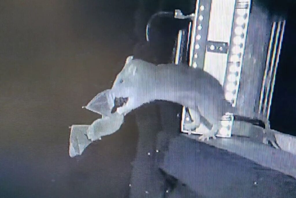 Ratas se vuelven cazadoras nocturnas de Murciélagos