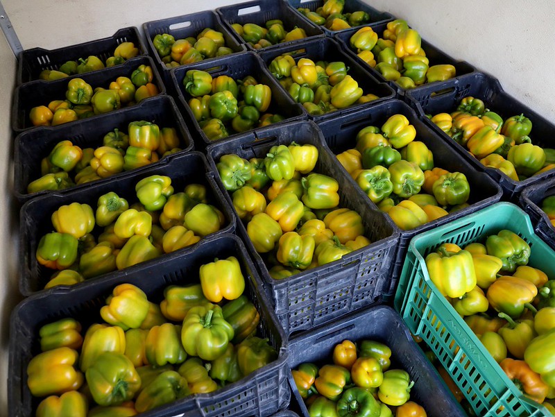 Jalisco consolida su ruta hacia Japón con exportación de pimiento morrón