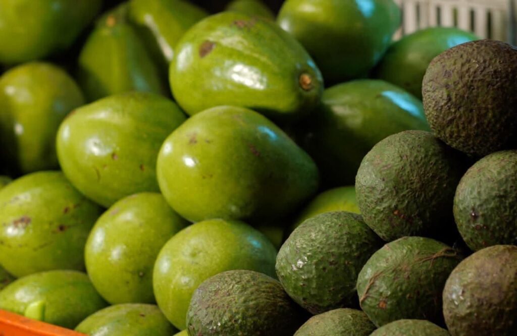 Nayarit hace historia: por primera vez obtuvo la certificación para exportar aguacate a Estados Unidos.