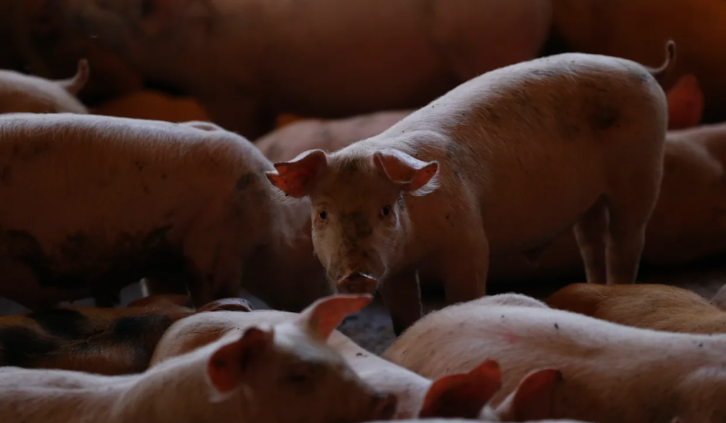 México suspende importación de carne de cerdo tras peste porcina en España