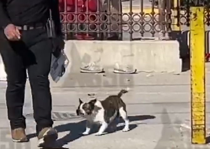 Lealtad canina: Perrito permanece junto a su dueño para protegerlo de los peritos