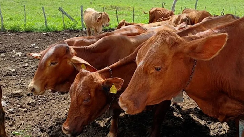 Agricultura confirma control del gusano barrenador y perfila reactivación de exportaciones a EU