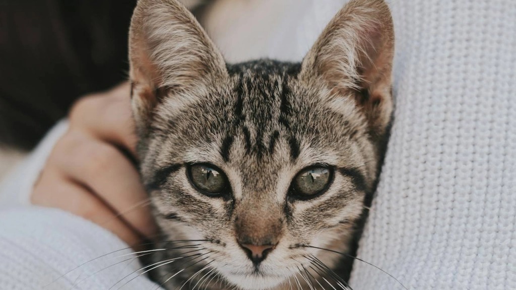 Este país busca eliminar a todos los gatos antes de 2050