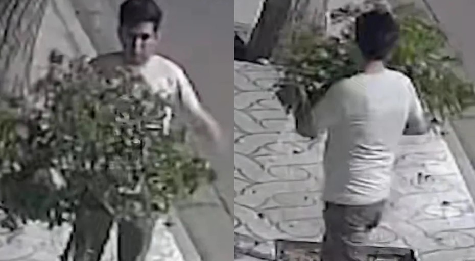 Hombre borracho protagoniza acalorada pelea con un árbol