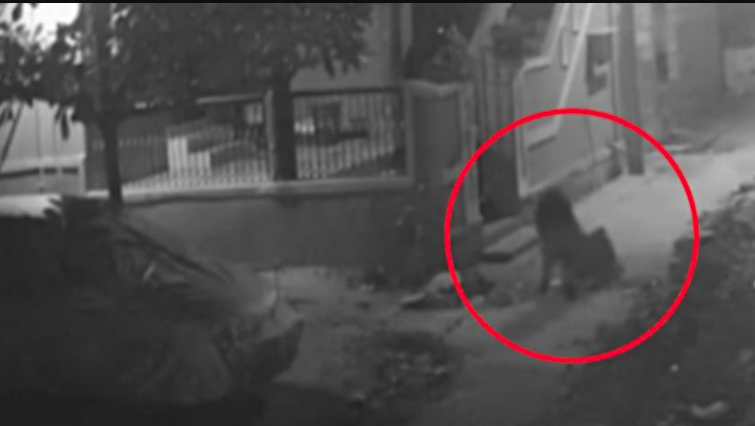¡TERROR EN VERACRUZ! Captan en video a una misteriosa criatura
