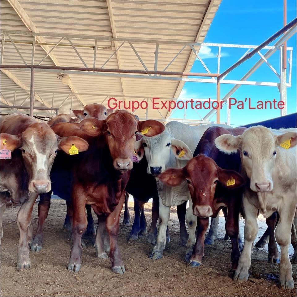 Empresa Pa’lante informa que ya hay libre movilización de ganado en Durango