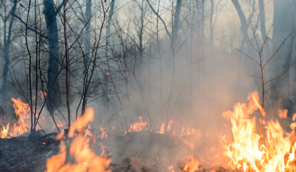 Se incendia Chihuahua, con 600 incendios