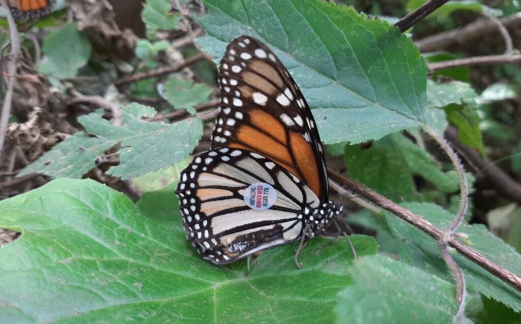 Mariposas Monarca con Microchips: Un avance en la conservación