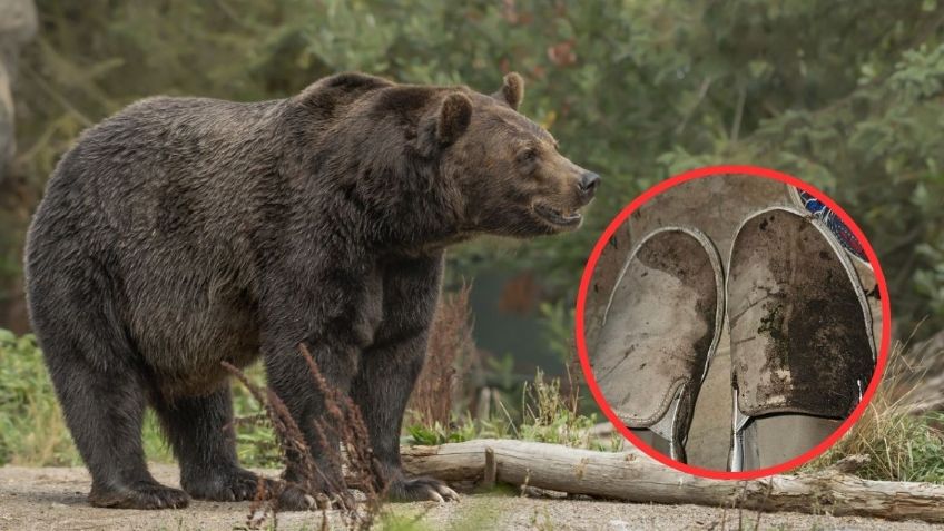 Oso pardo ataca excursión escolar; hay 11 niños heridos