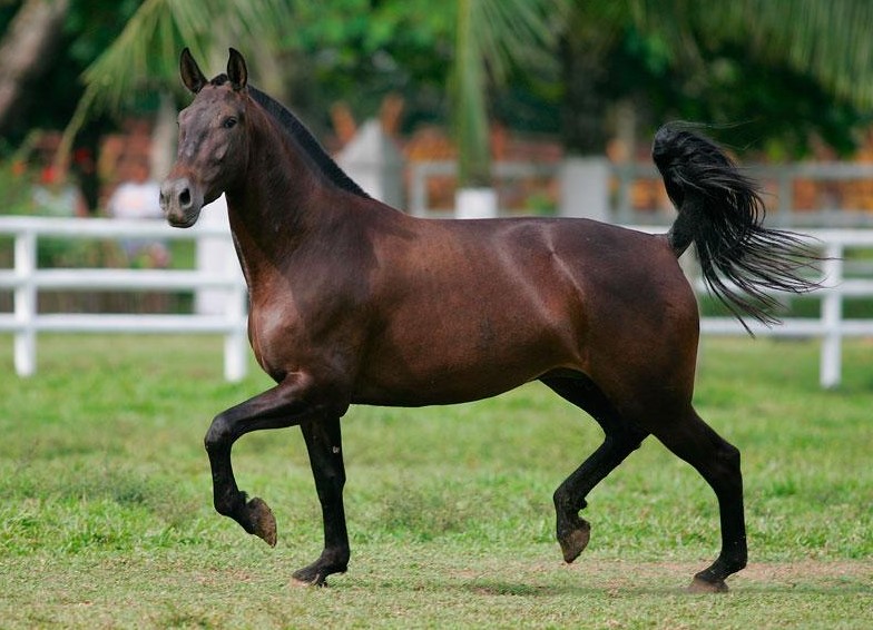 Caballo muere por agotamiento en cabalgata, desata indignación en redes