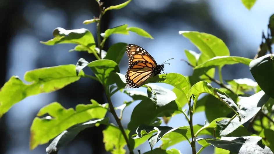 Primeras mariposas monarcas llegan a su refugio de invierno en México