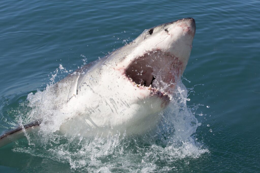 Tiburón mata a joven y deja a otro herido tras extraño ataque en Australia