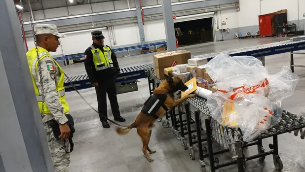Binomio canino asegura narcóticos en Aeropuerto de Monterrey