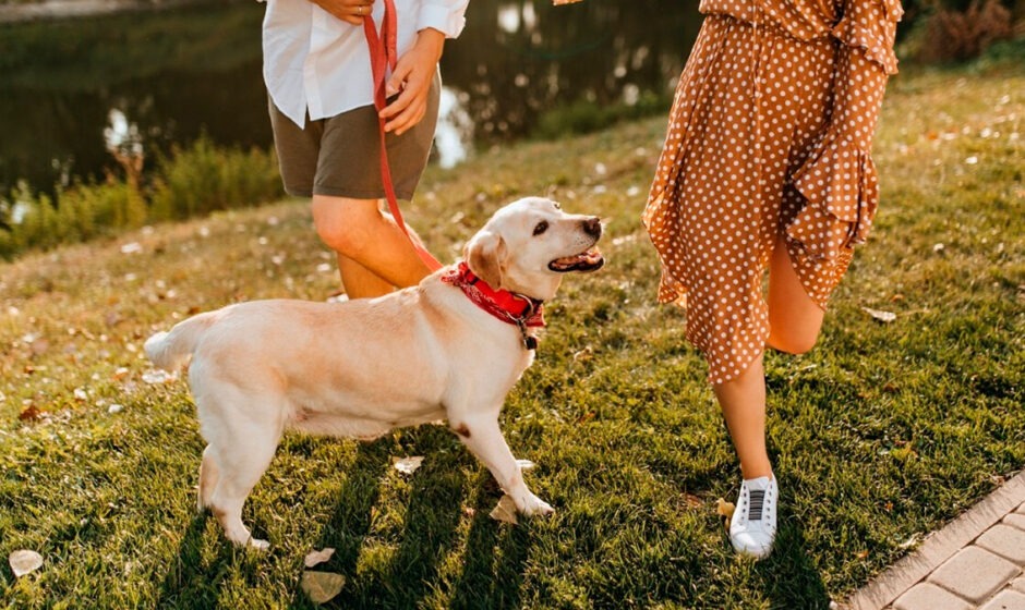 Presentan iniciativa “¿Con quién se queda el perro?” para proteger a mascotas en divorcios