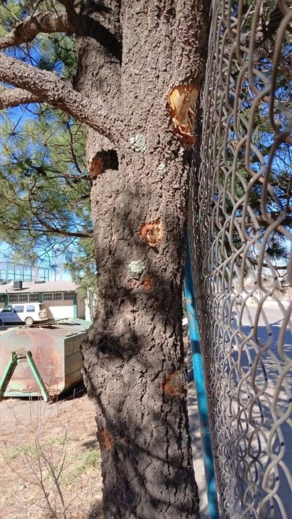 Baleada completamente escuela en Guachochi