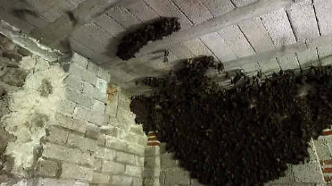 Familia Tlaxcalteca encuentra y conserva miles de murciélagos en su hogar