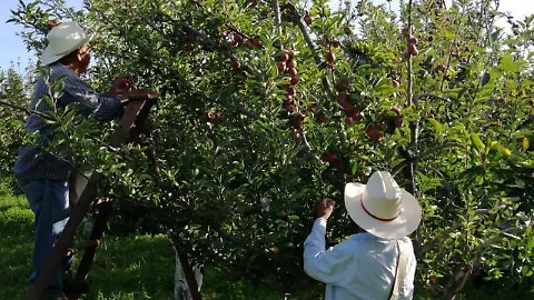 Abuelito cortaba manzanas y perdió la vida tras caer
