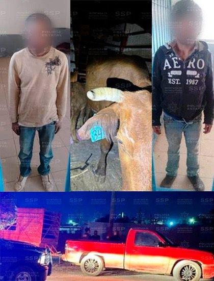 Robaron una camioneta cargada de ganado
