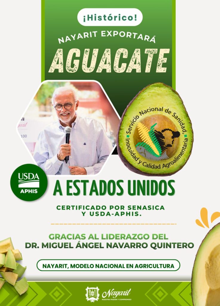 Por primera vez en la historia, el aguacate de Nayarit está listo para exportarse a los Estados Unidos.