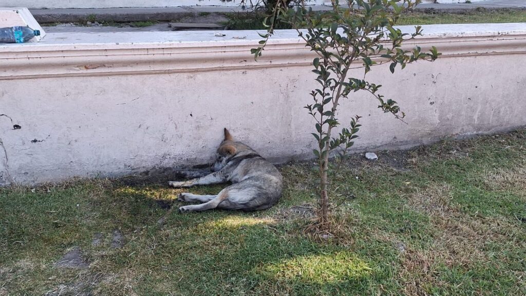 Dan seguimiento oficial a denuncias por envenenamiento de perros