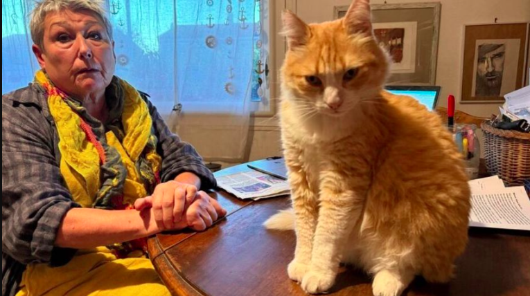 Multan a un Gato Francés con Más de 26 mil pesos