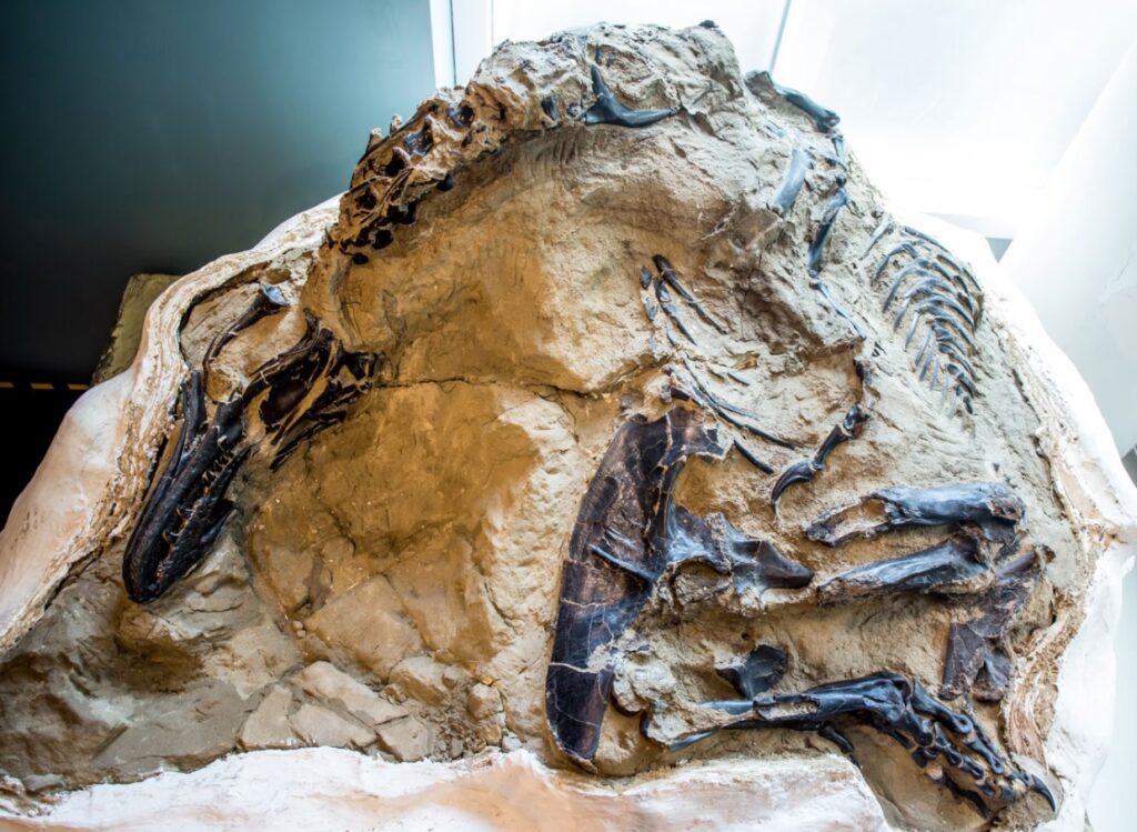 Un nuevo dinosaurio sale a la luz en Carolina del Norte
