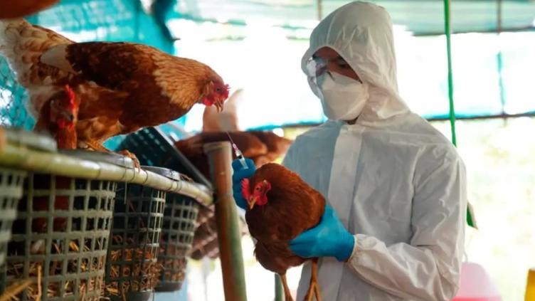 Detectan cepa de gripe aviar nunca antes vista en humanos en EU