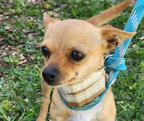 Comisiones de Tlaquepaque aprueban reformas para sancionar el maltrato animal