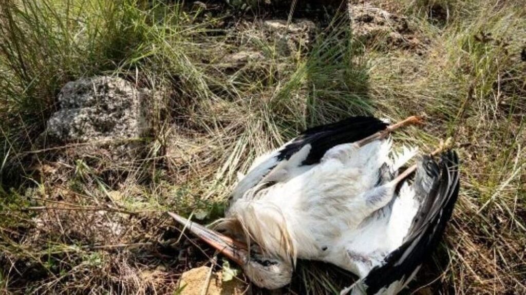Muerte de 400 cigüeñas en Madrid desata alerta por brote de gripe aviar