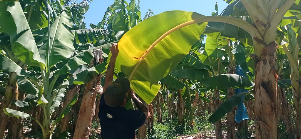 Apoya SADER Jalisco con más de 5 millones de pesos a productores de coco y plátano de la Costa Sur
