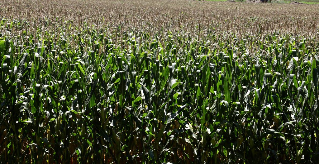 Habilita SADER Jalisco prerregistro para apoyar a productoras y productores de maíz blanco que quedaron fuera del proceso federal