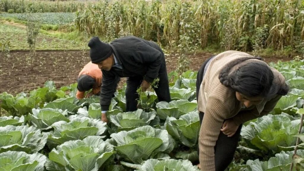 México y Canadá fortalecen cooperación en el Programa de Trabajadores Agrícolas Temporales