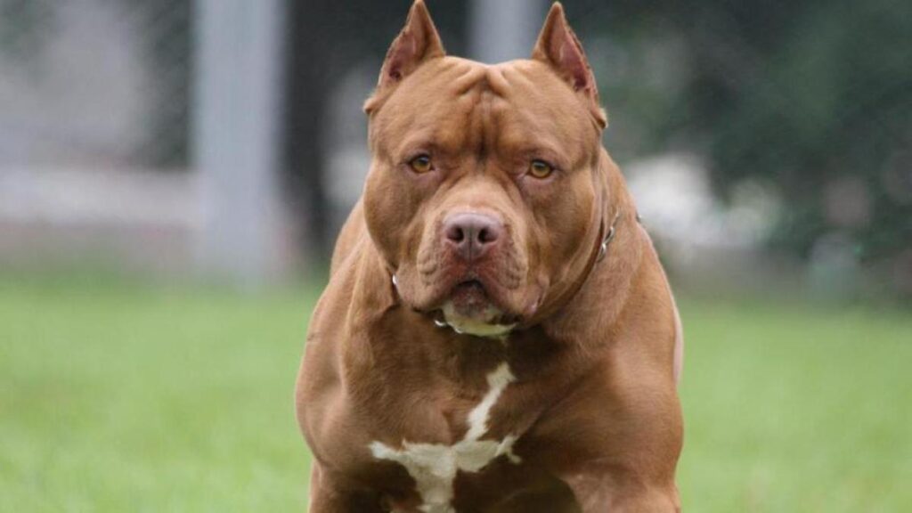 Bebé muere tras ataque de dos pitbull en su cuna; detienen a la abuela y al padre