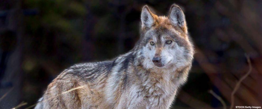 Reintroducción del lobo mexicano en Durango iniciará en 2026