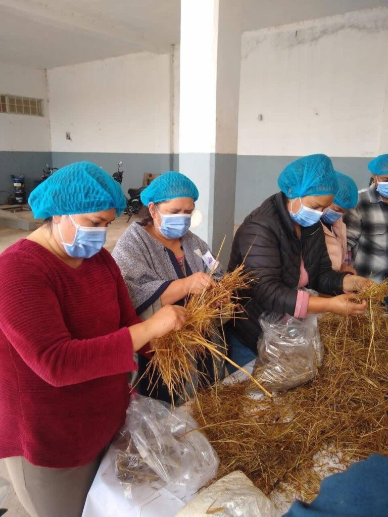 GreenMex impulsa a mujeres rurales con proyectos productivos forestales en Durango