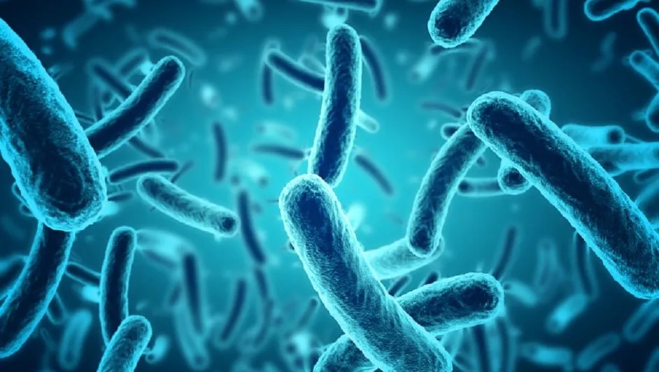 Brote de Klebsiella oxytoca: 17 muertes, diagnósticos tardíos y dudas sobre el origen de la infección