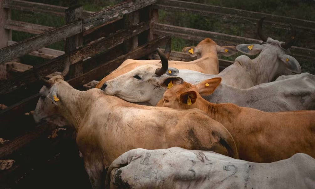 Ganaderos alertan impacto por importación de carne y piden límites para proteger al sector