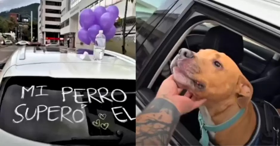 VIDEO: Perrito vence el cáncer y su dueño recorre la ciudad en caravana para festejarlo