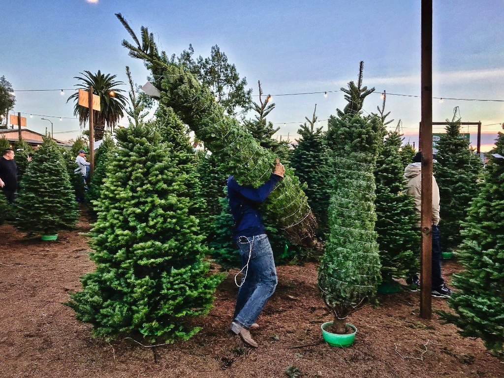 ¿Árboles de navidad en maceta? El futuro de las decoraciones naturales