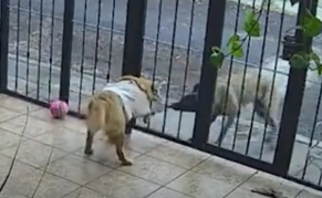 Un juego entre perros se convierte en un ‘asalto’ viral
