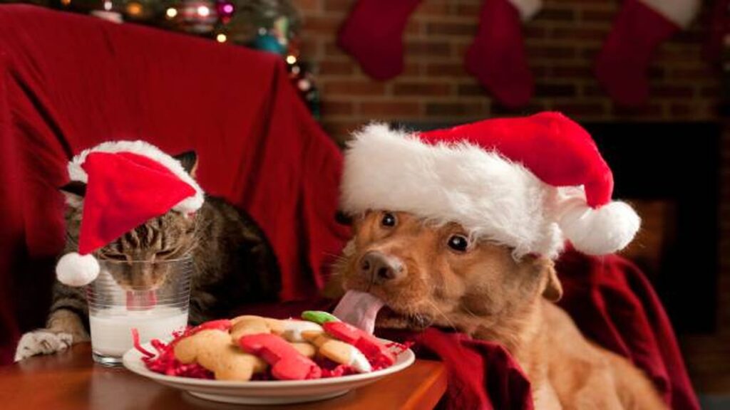 ¿Quieres compartir dulces navideños con tu perro? Te pasamos una receta de Turrón apta