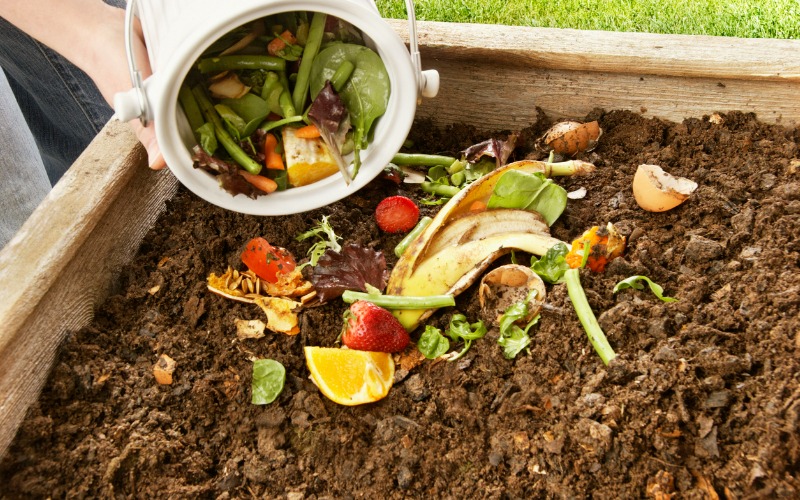 IPN busca convertir desperdicios en Platos Biodegradables