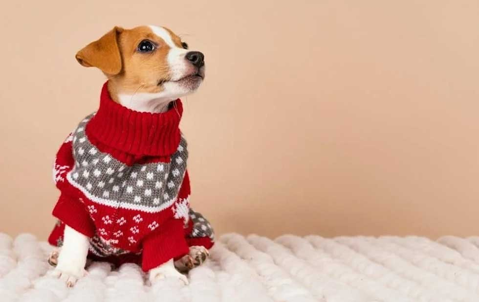Por qué los perros y gatos NO siempre deben usar suéter en invierno