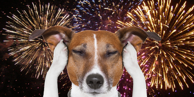 Fuegos artificiales y mascotas: guía práctica para evitar crisis nerviosas
