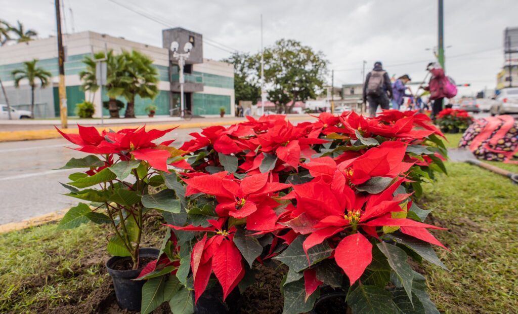 El mito de la toxicidad de la Flor de Noche Buena ¿Qué pasa si los niños o mascotas?