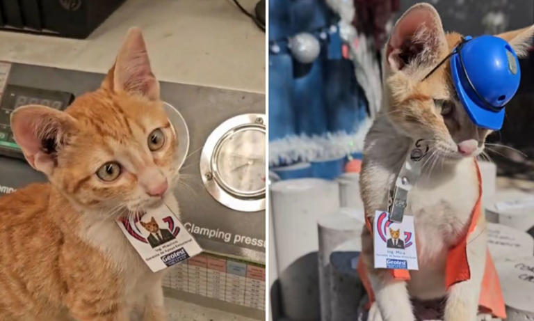 De la calle a la oficina: el felino que fue adoptado como gerente
