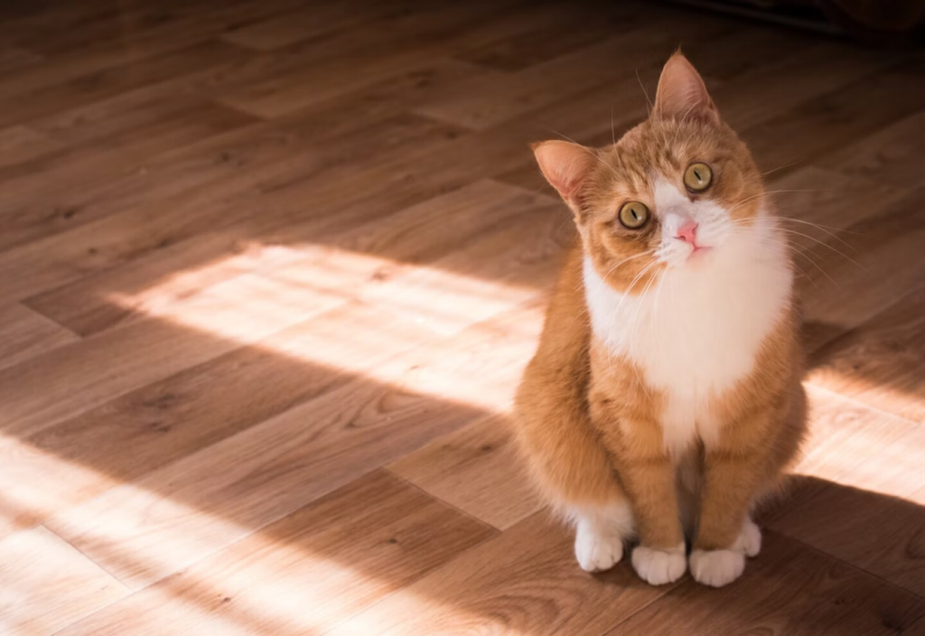 El síndrome del gato solitario: señales, causas y cómo ayudar a tu michi