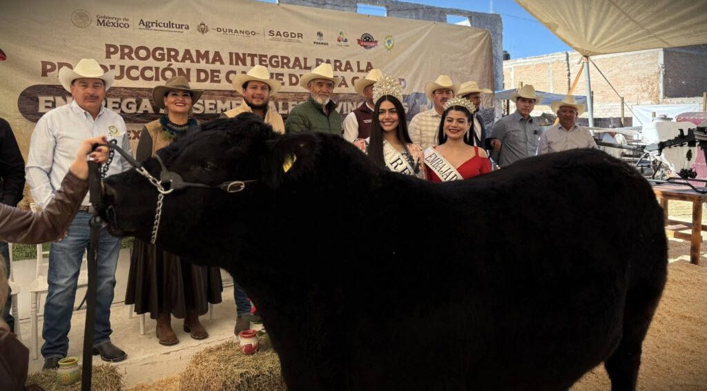 Frodo, el toro Angus de Durango que ya compite entre los mejores del mundo