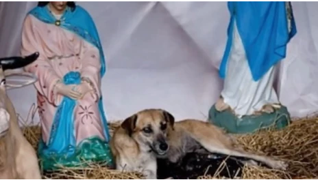 Perrita sin hogar da a luz cachorritos en un pesebre navideño